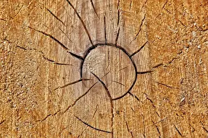 Annual Ring Pattern Prints: Pine wood, tree disc