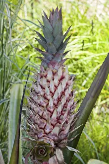 Pineapple Plant Prints: Pineapple (Ananas comosus)