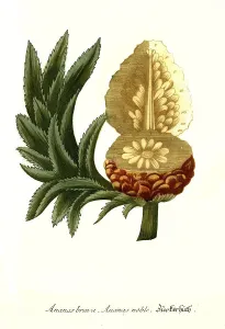 Pineapple Illustration Prints: Pineapple brava, pineapple noble