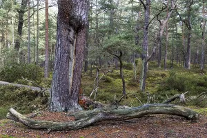 Coniferous Tree Trunks Prints: Pines (Pinus), pine forest, tree trunks