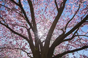 Central Europe Springtime Scenes Prints: Pink cherry tree in spring with sun
