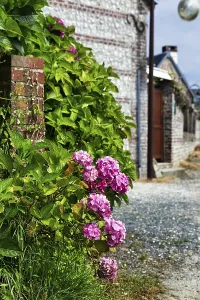 Hydrangea Flowers Prints: Pink flowers of a hydrangea on a wall