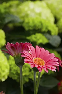 Deserted Nature Scene Prints: Pink gerbera