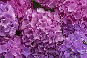 Bigleaf Hydrangea Bloom Prints: Pink hydrangea, Hydrangea, format-filling