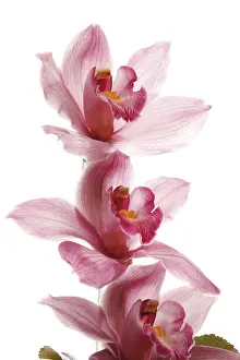 Rosaceae Family Prints: Pink Orchids