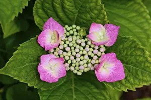 Summer Flowering In Germany Prints: Pink plate hydrangea (Hydrangea)