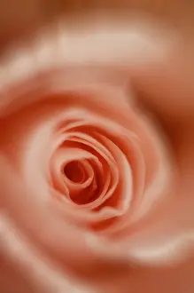 Close Up Of A Rose Prints: Pink rose, detail