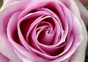 Close Up Rose Blossom Prints: Pink rose