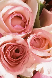 Rosaceae Family Prints: Pink roses