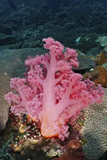 Images Dated 22nd July 2024: A Pink Tree Coral Print