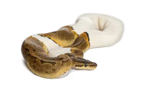 Ball Python Prints: Pinstripe Pied Royal python, ball python