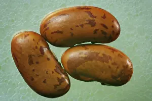 Vegetarian Food Photography Studio Shot Prints: Pinto beans, detail