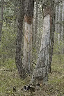 European Black Pine Tree Prints: Pitch trees, Hernstein, Triestingtal valley