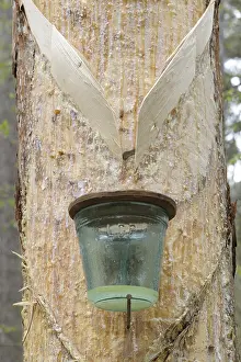 European Black Pine Prints: Pitch trees, Hernstein, Triestingtal valley