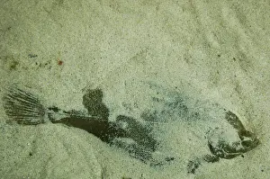 Prints of Plaice in the sand Plaice Prints: Plaice in the sand Print