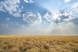 Botswana Travel Photography Prints: Plain with dry yellow grass, dramatic clouds with sunbeams