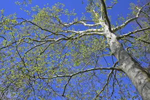 Deciduous Tree Photos Prints: Plane tree in front of blue sky in spring