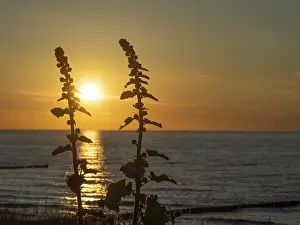 European Seaside Resorts Prints: Two plants in the foreground at sunset