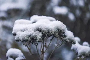 Deserted Austrian Countryside Prints: Plants with snow, winter, Ternitz