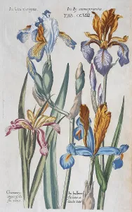 Historic Botanical Drawings Prints: Plate with various irises (Iris)
