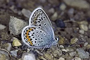 Deserted Butterfly Habitat Prints: Plebeius argus