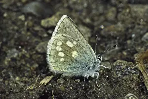 Flying Lepidopteran Animals Prints: Plebeius orbitulus, Albulina orbitulus