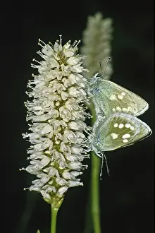 Wildlife Photography Couple Prints: Plebeius orbitulus, Albulina orbitulus