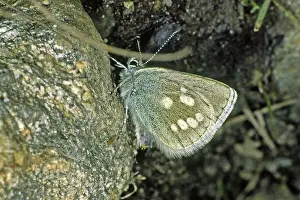 Butterfly Habitat Images Prints: Plebeius orbitulus, Albulina orbitulus