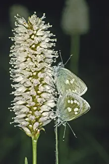 Wildlife Photography Couple Prints: Plebeius orbitulus, Albulina orbitulus