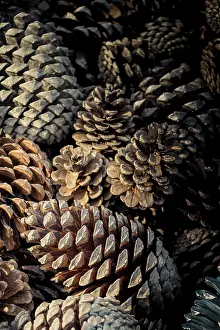 Deserted Forest Scenery Prints: Plenty of Pine cones as a nature background