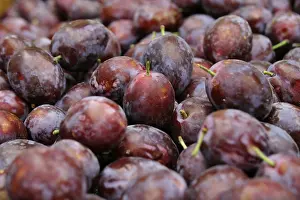 Plum Fruit Prints: Plum