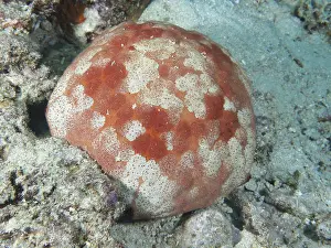 Images Dated 28th July 2024: Starfish Print, Red Halithyle Regularis with White Pattern