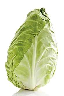 Vegetable Nutrition Prints: Pointed cabbage, whole head