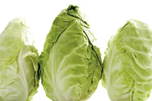 Vegetable Photography Prints: Pointed cabbage, three heads