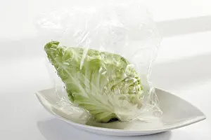 Vegetable Photography Still Life Prints: Pointed cabbage packaged for the microwave