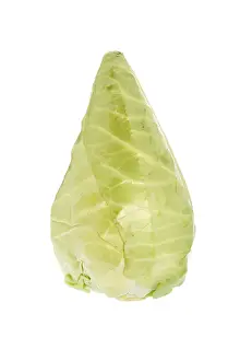 Nutrition Vegetable Plant Prints: Pointed cabbage or pointed cabbage