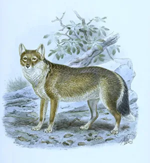 Arctic Wolf Print