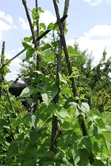 Garden Vegetables Prints: Pole beans