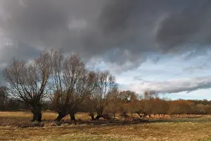 Central Europe River Landscape Prints: Pollarded willows along a ditch in a meadow