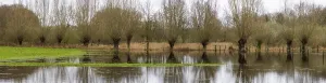 Deciduous Trees On Water Prints: Pollarded willows in the water