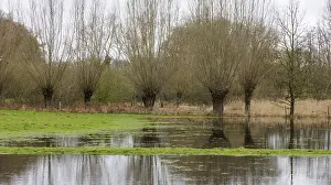 German Waterfront Scenes Prints: Pollarded willows in the water