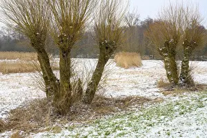 Pollarded Willows In Winter Prints: Pollarded willows in winter on the dyke of the Dummer