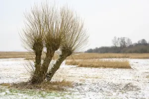 Deciduous Tree In Snow Prints: Pollarded willows in a wintry landscape at Dummer