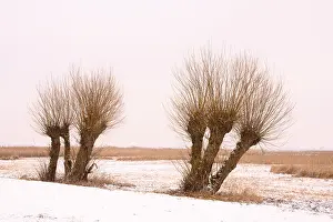 Winter Time Nature Photography Prints: Pollarded willows in a wintry landscape at Dummer