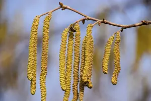 Prints of Pollination by bees earrings hazelnut. Flowering hazel hazelnut. Atyrau, Kazakhstan Related Prints: Pollination by Bees Print - Hazelnut Flowering in Kazakhstan