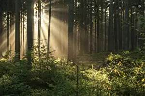 Foggy Atmosphere Prints: Pollwitz Forest, Thuringia
