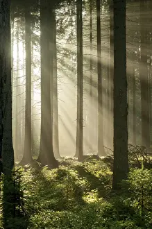 Thuringia Forest Prints: Pollwitzer Wald, Thuringia