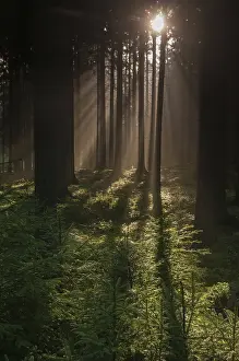 Coniferous Tree Landscape Prints: Pollwitzer Wald, Thuringia