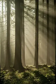 Thuringia Landscape Photography Prints: Pollwitzer Wald, Thuringia