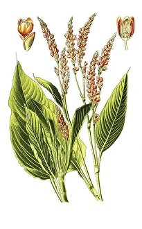 White Background Plant Images Prints: Polygonum orientale, Eastern Knotweed